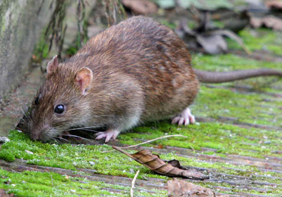 Rat migrateur (Rattus norvegicus) - une espèce de rongeur de la famille des muridés (Muridae)