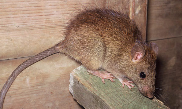 Rat noir (Rattus rattus) - rongeur de la famille des muridés (Muridae)